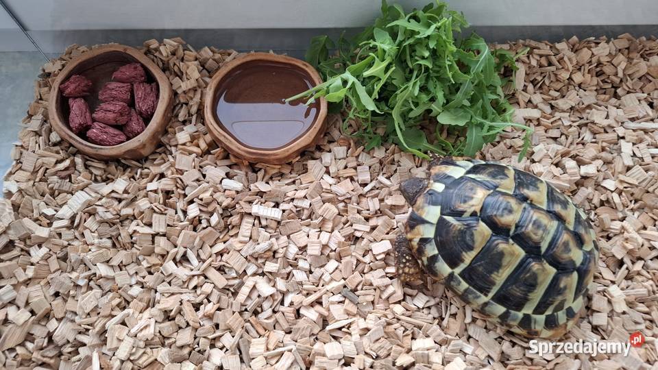Sprzedam żółwia greckiego pomorskie Człuchów