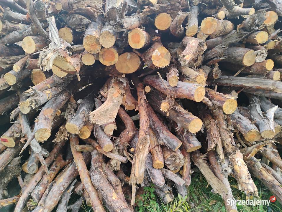 Sprzedaż drewna kujawsko-pomorskie Brzoza