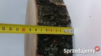 Duży Plastry drewna brzoza 33 gr8 na stolik Rybnik