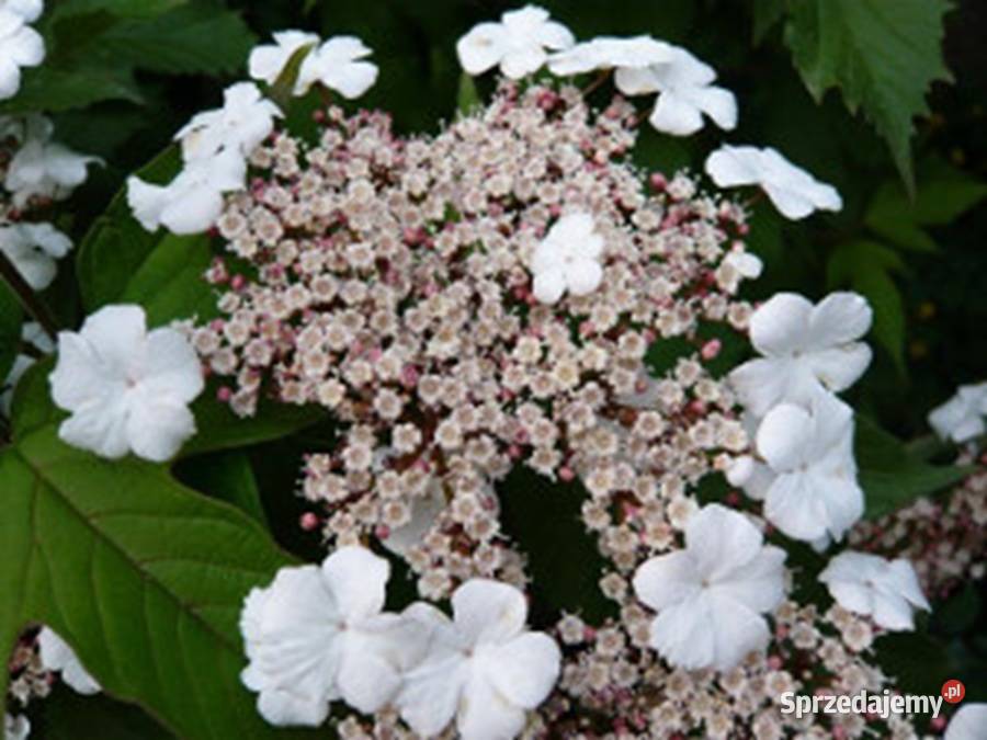 KALINA SARGENTA Viburuum sargentii NASIONA 330 kujawsko-pomorskie Lubanie sprzedam