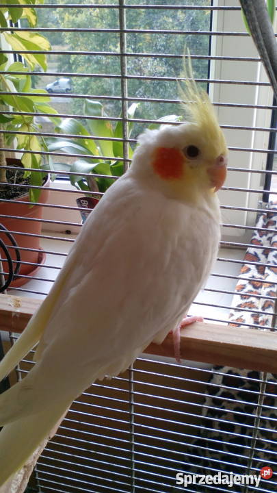 Młoda papuga nimfa mazowieckie Warszawa sprzedam