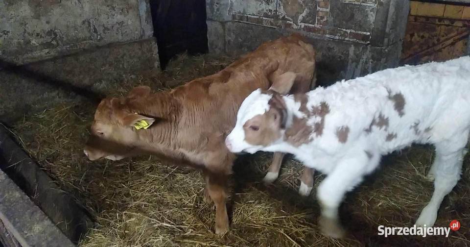 Cielaki mieszańce sprzedam