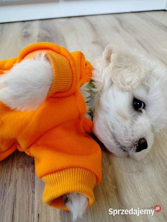 Maltipoo F1 Maltańczyk Chojnice