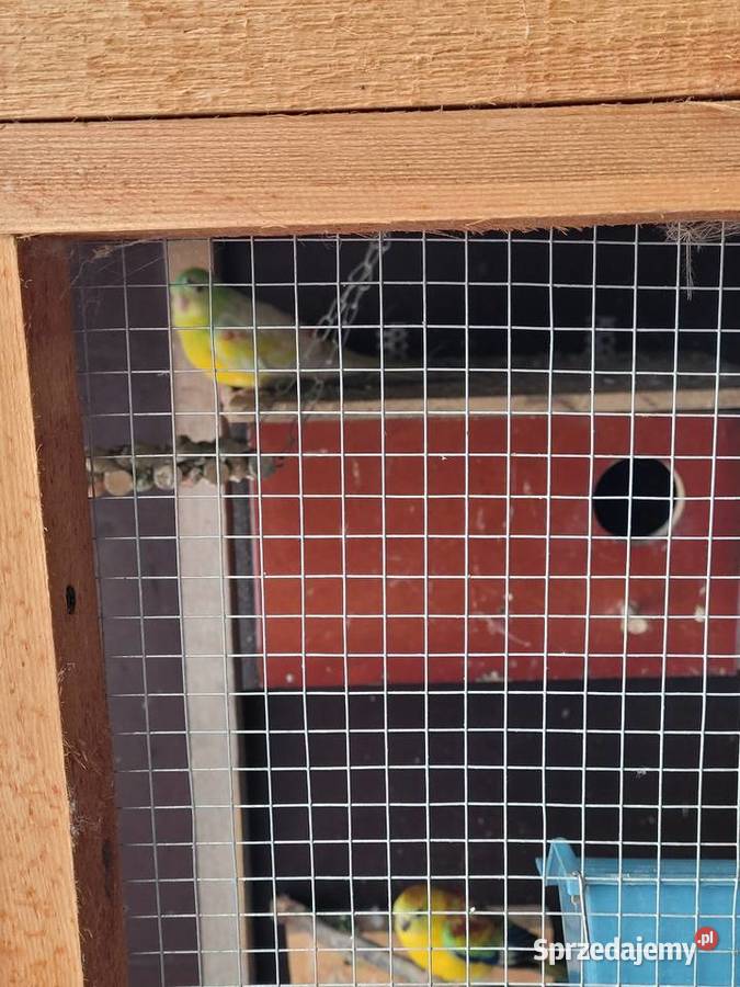 Swiergotki woliera 6 3parki Objezierze