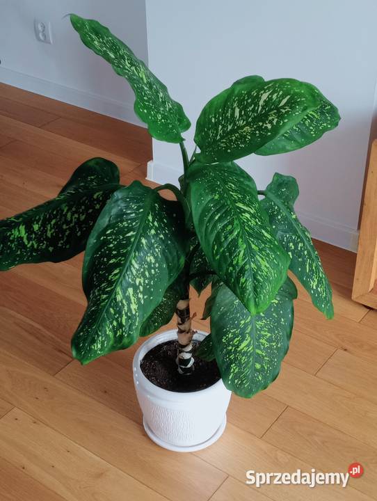 Kwiatek zielony Difenbachia Iwaniska