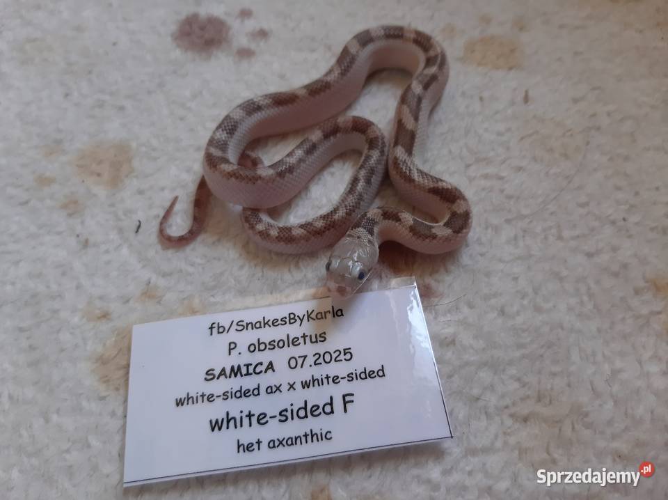 Wąż zbożówka obsoleta whitesided samiec mazowieckie