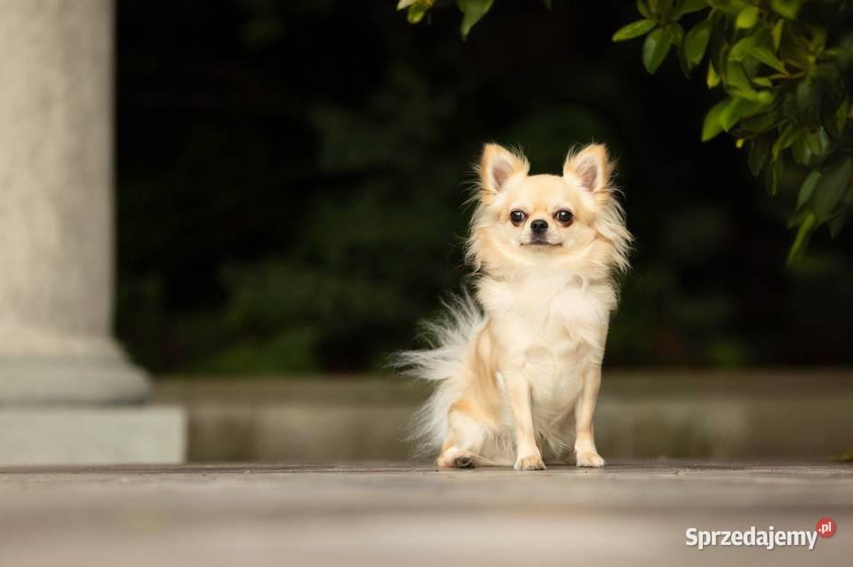 Reproduktor chihuahua długowłosy ZKwP FCI Bytom sprzedam
