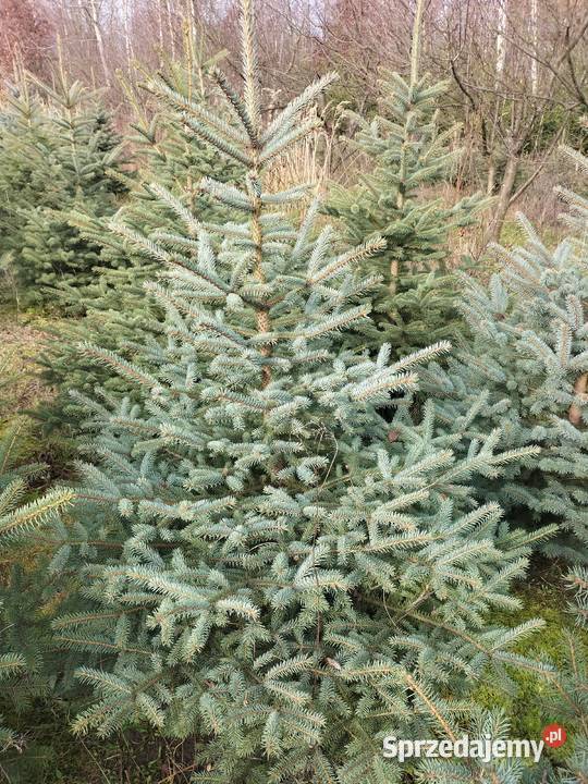 Choinki świąteczne świerk srebrny Ryki sprzedam