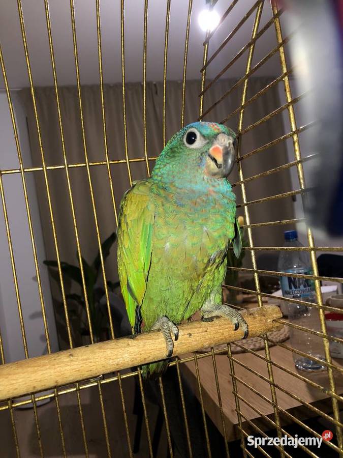 Piona Niebieskogłowa samiec młody ręcznie Gdynia