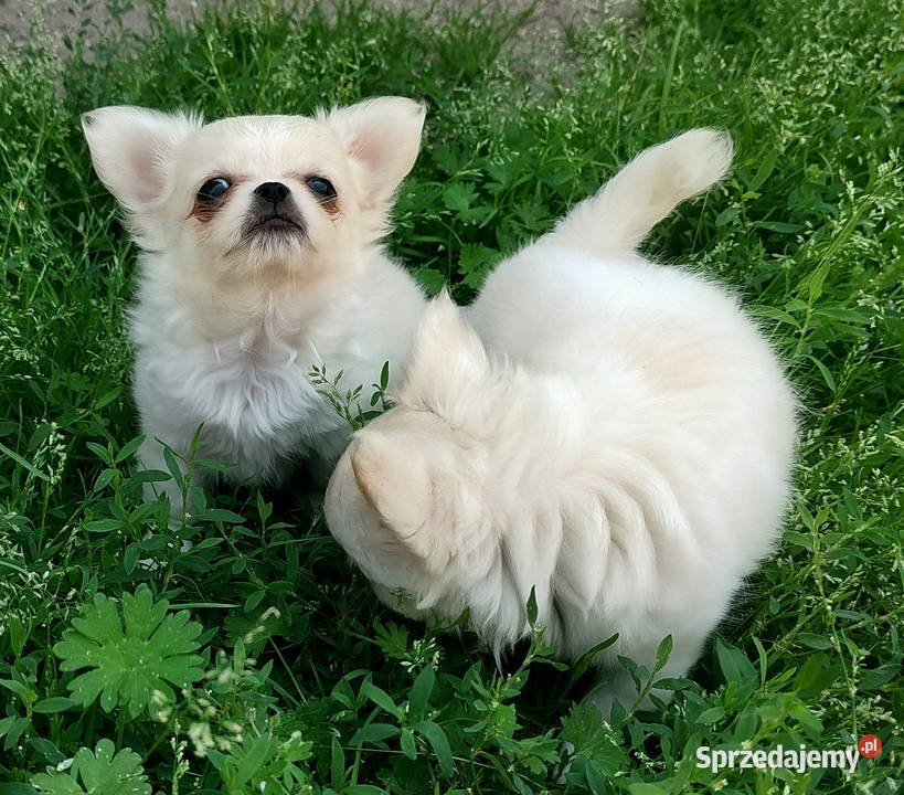 Piesek chihuahua długowłosy Konin