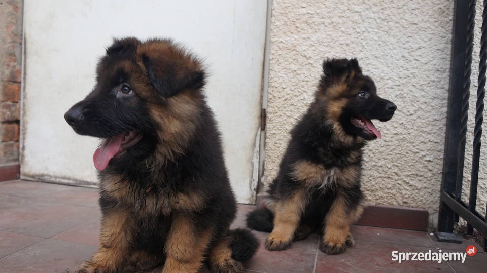 OWCZAREK NIEMIECKI SZCZENIĘTA Bydgoszcz