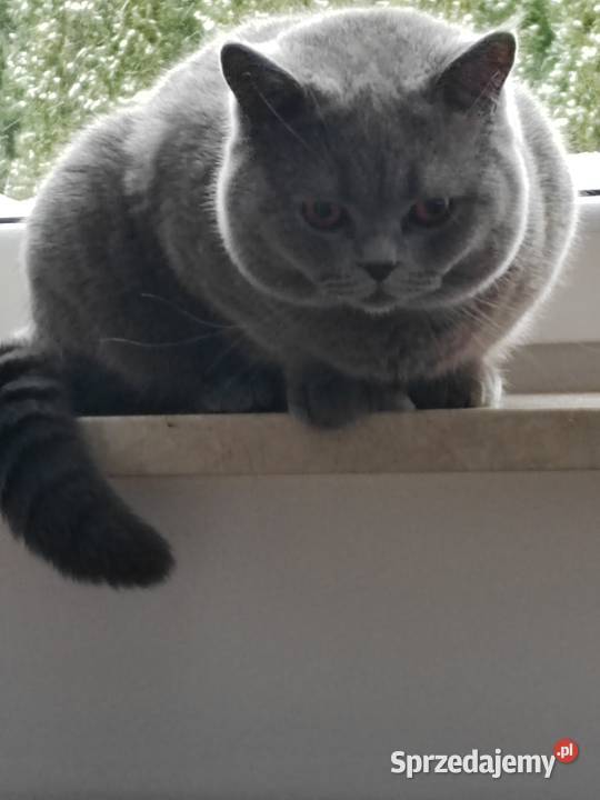 Reproduktor brytyjski krycie Pasłęk