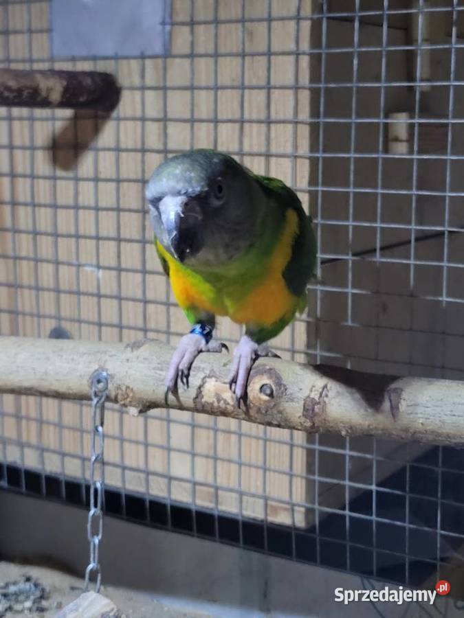 Afrykanka żółtobrzucha senegalka 2023r samica Ulanica