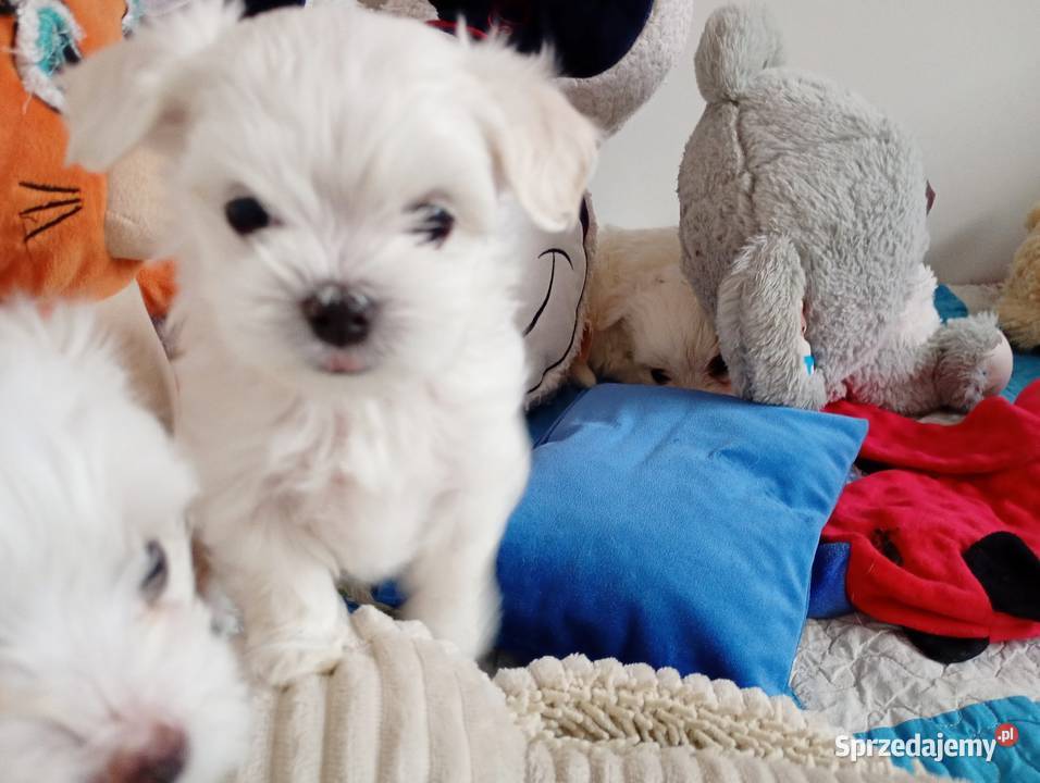 Maltańczyk szczenięboy do rezerwacji Racibórz