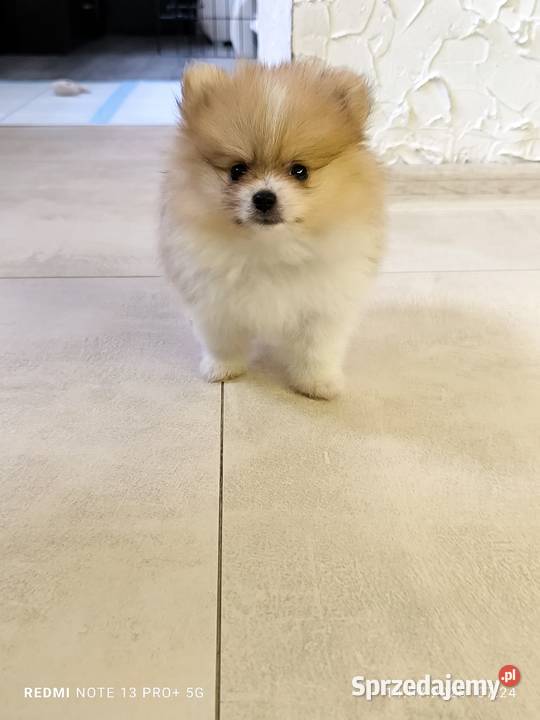 Szpic miniaturowy pomeranian, piękny miniaturowy piesek