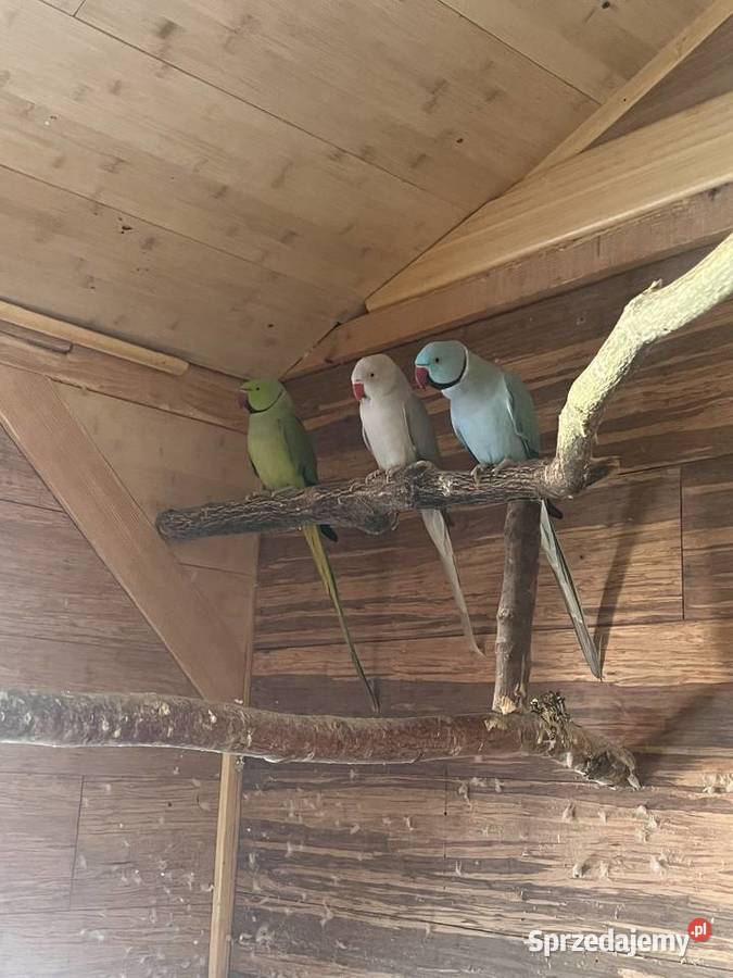 Papugi aleksandretty obrożne Limanowa