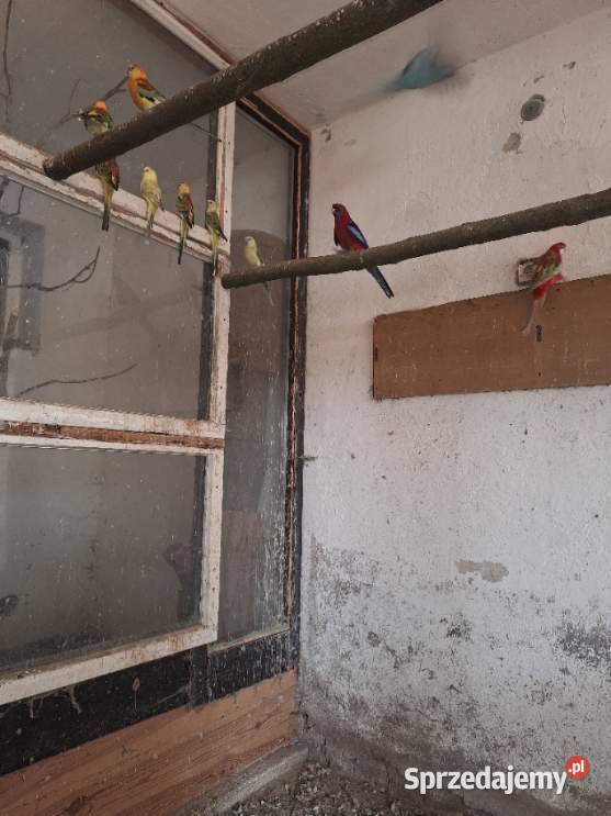 Sprzedam papugi świergotki Mechlin