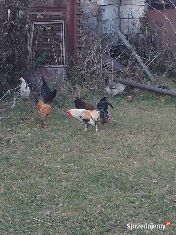 Liliputki Siemiatycze