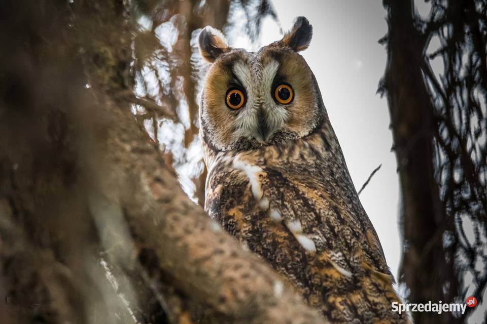 Sowa uszata Uszatka Asio otus Młode ręcznie Marklowice Górne sprzedam