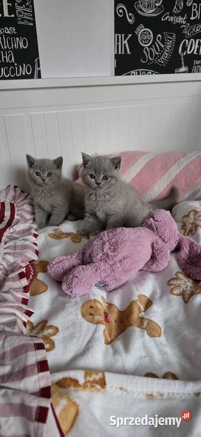 Kocięta brytyjskie liliowe z rodowodem Wrocław