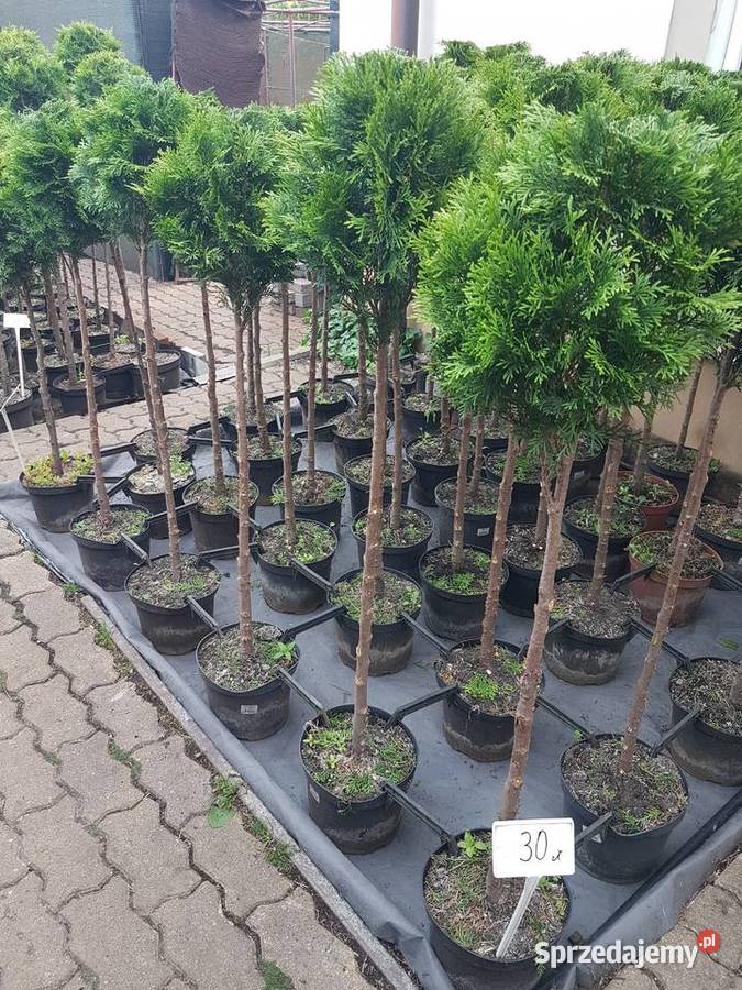 Tuja KULA kulista Formowana Ożarów Mazowiecki