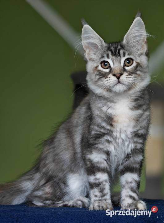 Maine Coon kotka rodowód fpl Maine Coon Olkusz