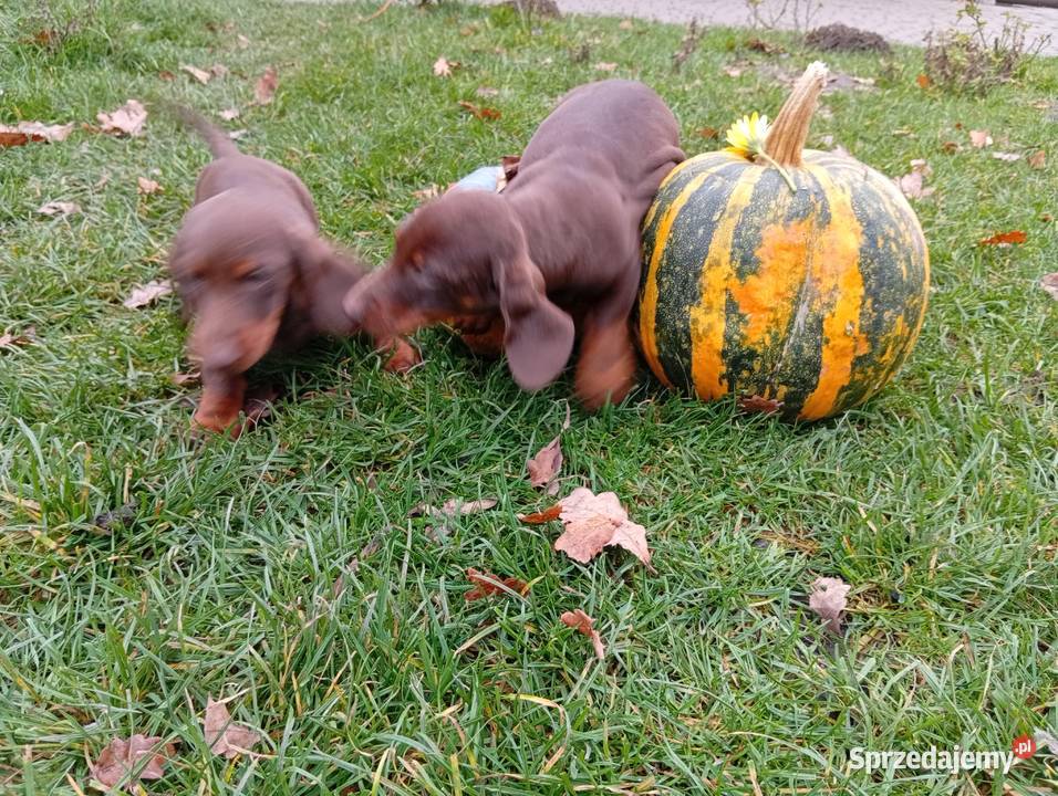 Jamniki brązowe 2 Jamnik Garbów