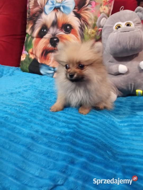 Suczka Szpic miniaturowy malusieńka Brodnica