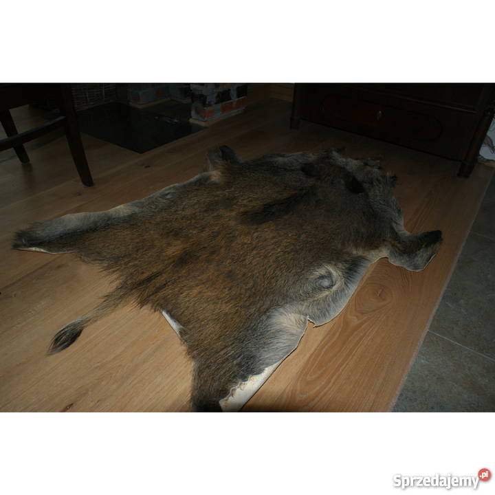 Trofeum myśliwskie pięknie wyprawiona skóra z Poznań