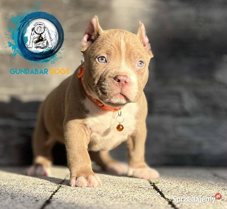 American Bully ABKC pies Amstaff Koło