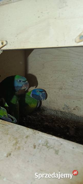 Aleksandretta chinska samica