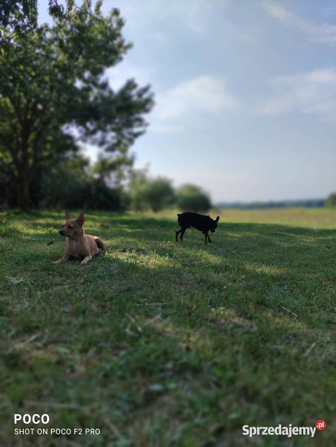 Pinczer