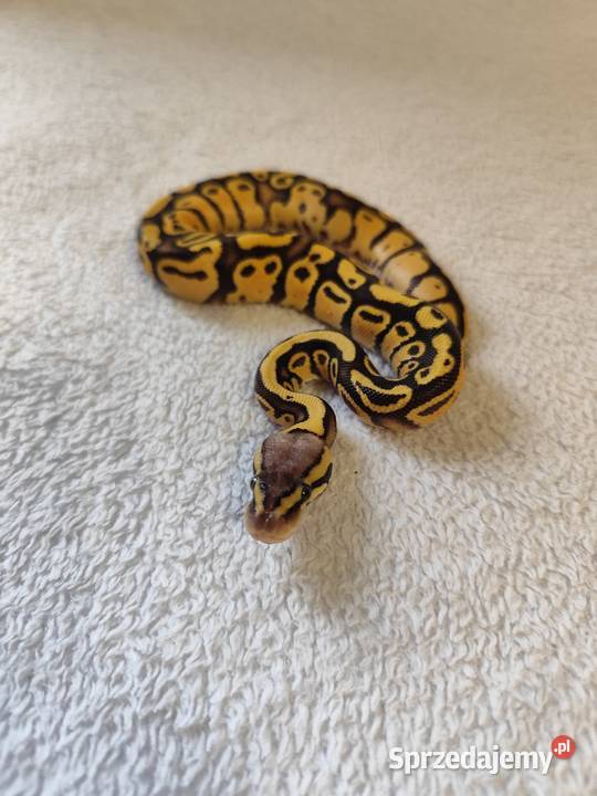 Samczyki Pastel poss Yb Pruszków