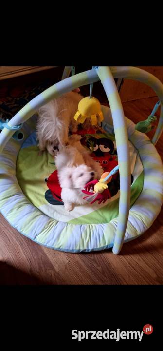 Ostatnia sunia Maltańczyk Mogilno sprzedam