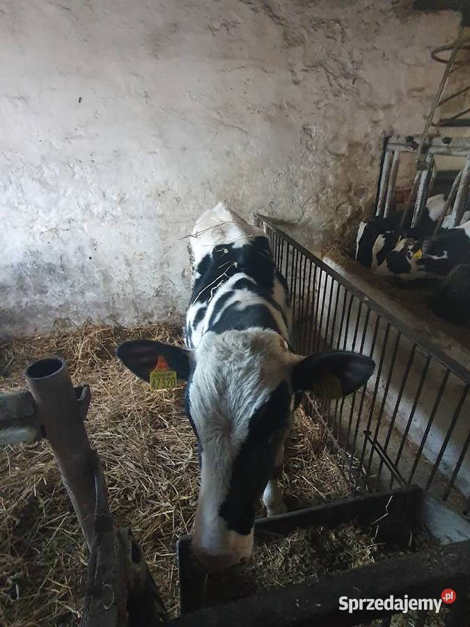 Sprzedam byczka 8 miesięcznego Pozostałe kujawsko-pomorskie Młynice