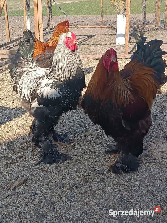 Koguty Brahma sprzedam zamienię Natalin