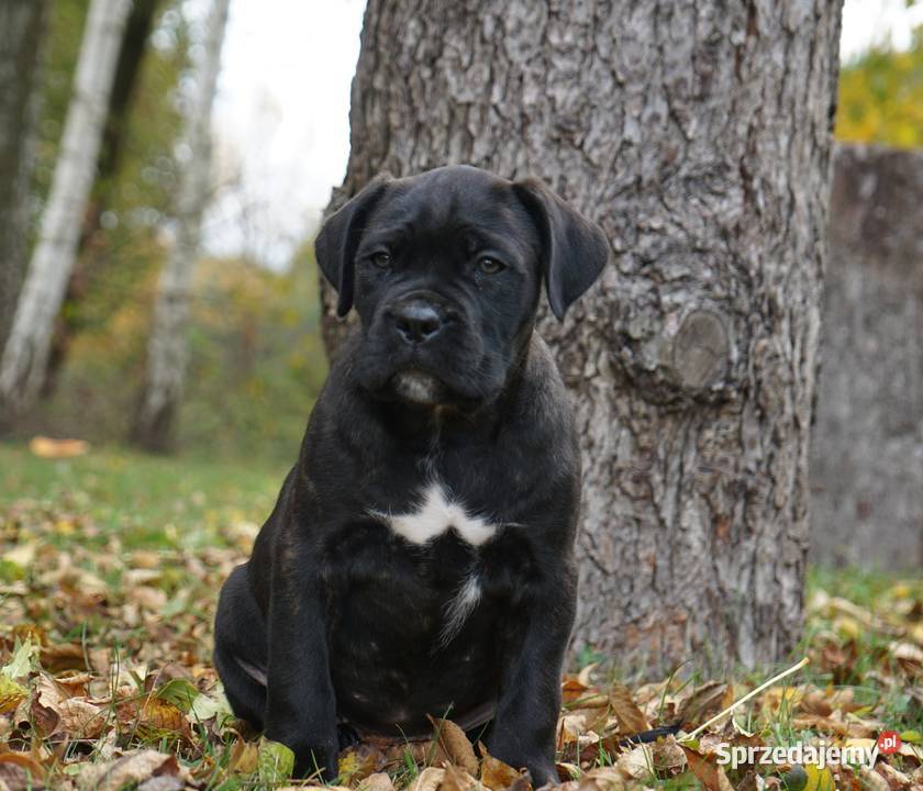 Szczeniaki Cane Corso ZKwP FCI