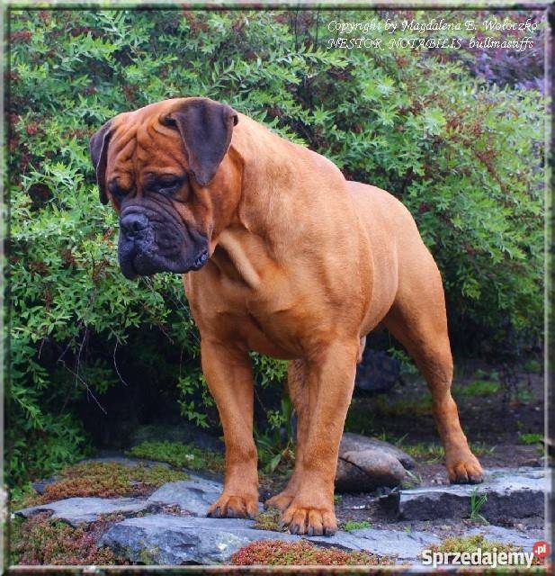 Bullmastiff