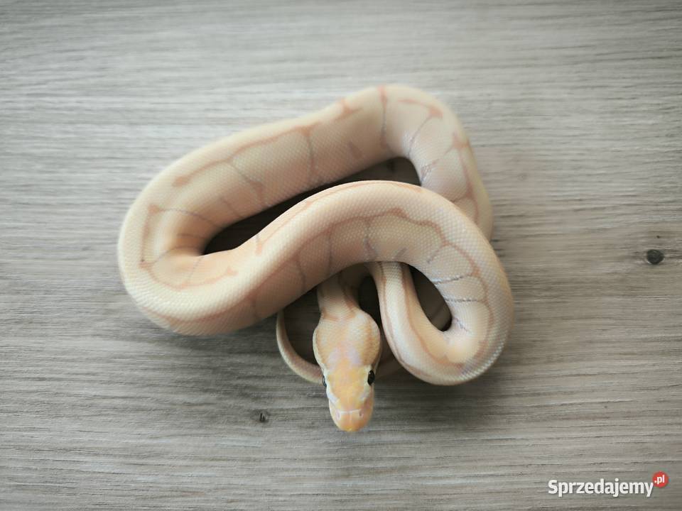 Pyton królewski Banana Enchi Pinstripe mazowieckie Makowiec