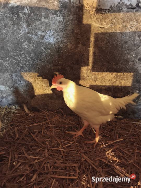 Młode koguty Leghorn Turośl