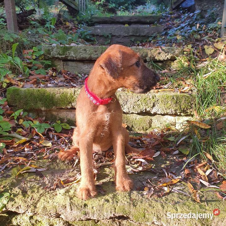 Terier irlandzki Klonowo Dolne