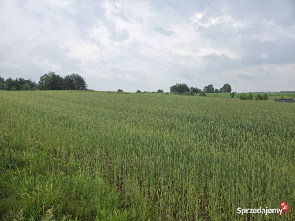 Sprzedam grunt Okuniowiec 025m2 sprzedam