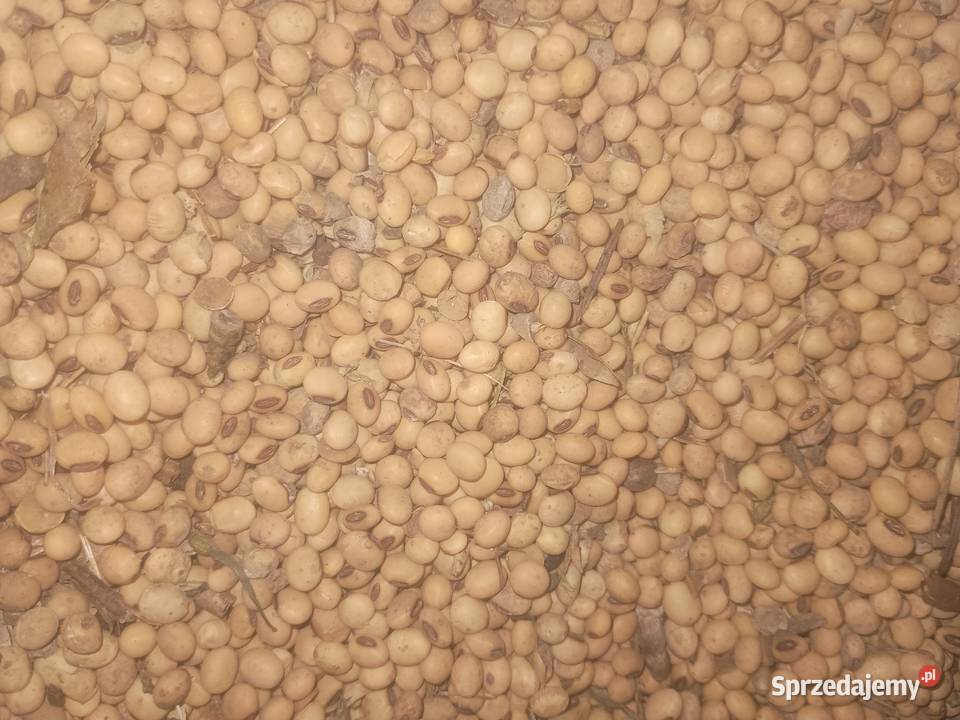 soja na pasze Zboża świętokrzyskie