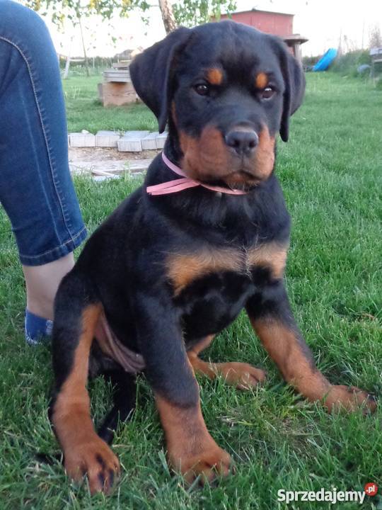 Rottweiler szczenięta z rodowodem ZKwP FCI lubelskie Krępiec