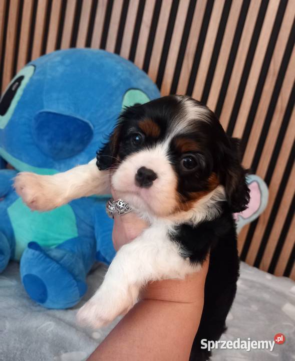 Cavalier King Charles Spaniel Strzelce Opolskie