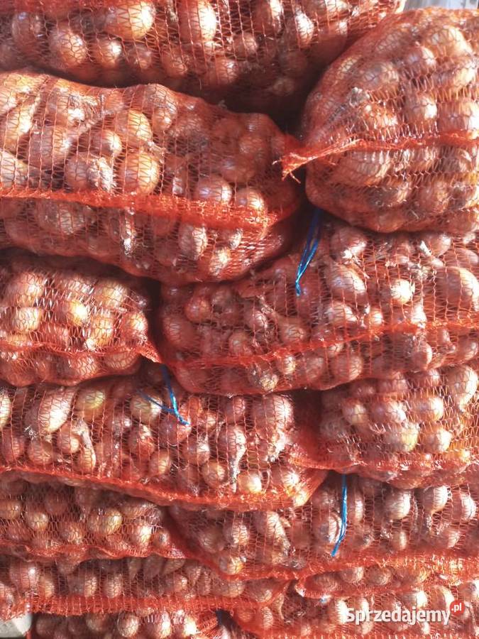 Szczypiorowka lubelskie Miączyn