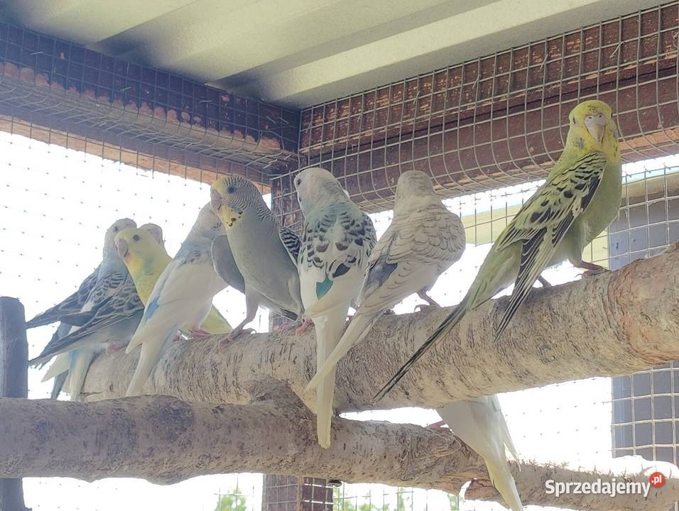 Papugi faliste małopolskie