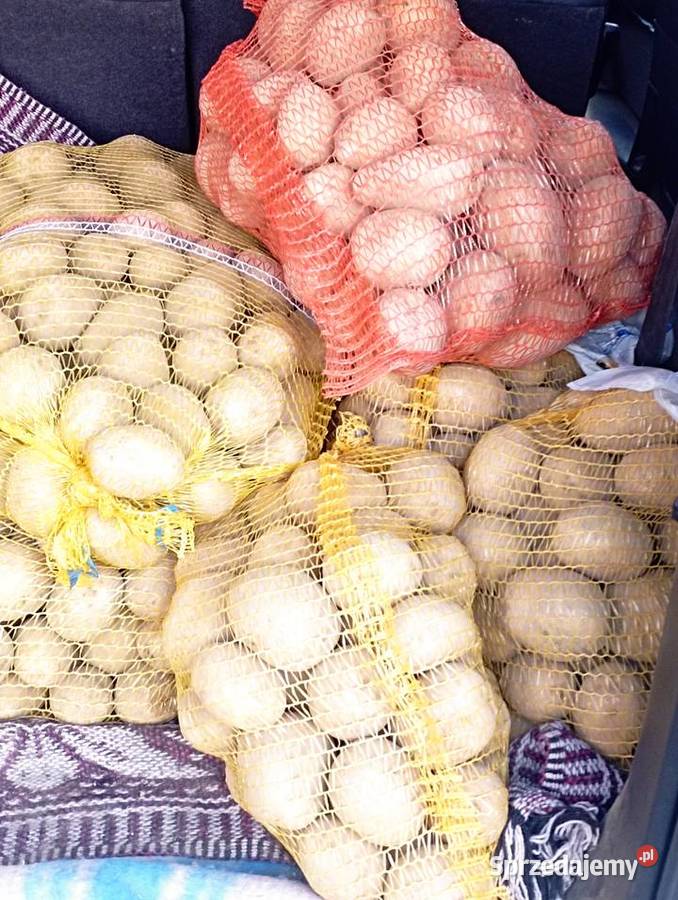 ZIEMNIAKI odm Gala Prosto Rolnika Jadalne Golasowice sprzedam