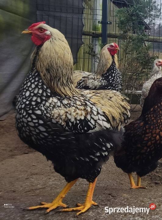 Koguty Wyandotte Łochów sprzedam