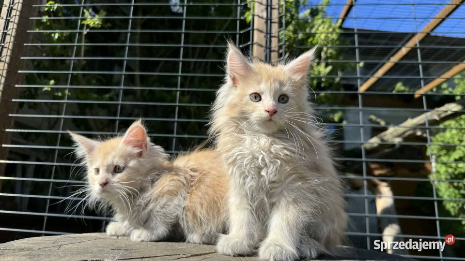 Maine Coon Kotka WCF 5 Pokoleniowy Rodowód Maine Coon świętokrzyskie Daleszyce